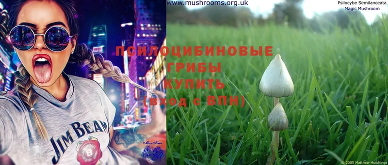 где купить   Шелехов  Галлюциногенные грибы Magic Shrooms 